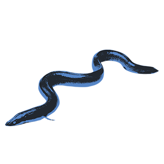 imatge d'uns/es Anguiles