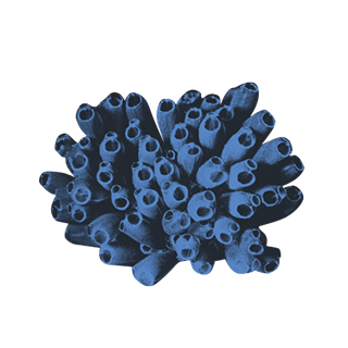 imatge d'uns/es Ascidis