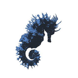 imatge d'uns/es Cavalls de mar