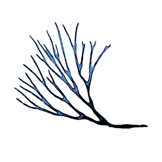 imatge d'uns/es Còdium