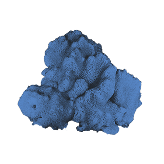 imatge d'uns/es Esponges