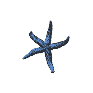 imatge d'uns/es Estrelles de mar