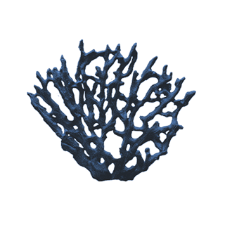 imatge d'uns/es Gorgònies