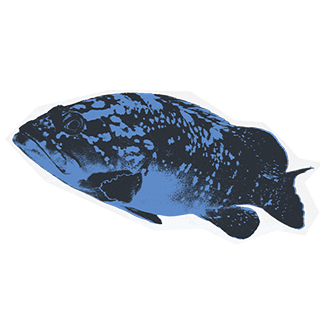 imatge d'uns/es Meros