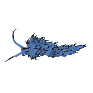 imatge d'uns/es Nudibranquis
