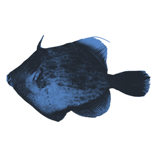 imatge d'uns/es Peixos ballesta