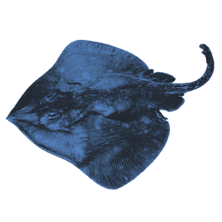 imatge d'uns/es Rajades