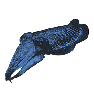 imatge d'uns/es Sípies